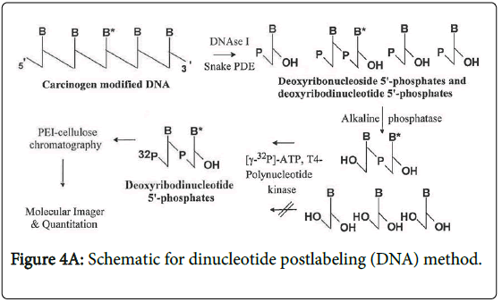 toxicology-dinucleotide-postlabeling