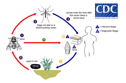 Myiasis | OMICS International