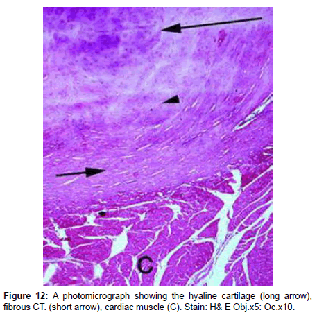 veterinary-science-technology-hyaline-cartilage