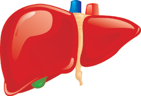 Liver Drug Metabolism | List of High Impact Articles | PPts | Journals ...