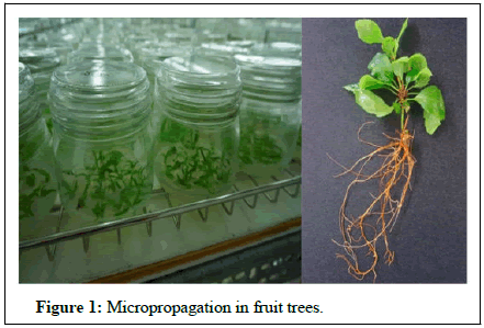 Advances In Crop Science And Technology - Micropropagation Of Fruit ...