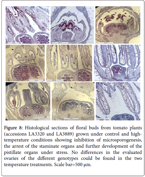 advances-crop-science-technology-Histological-structure