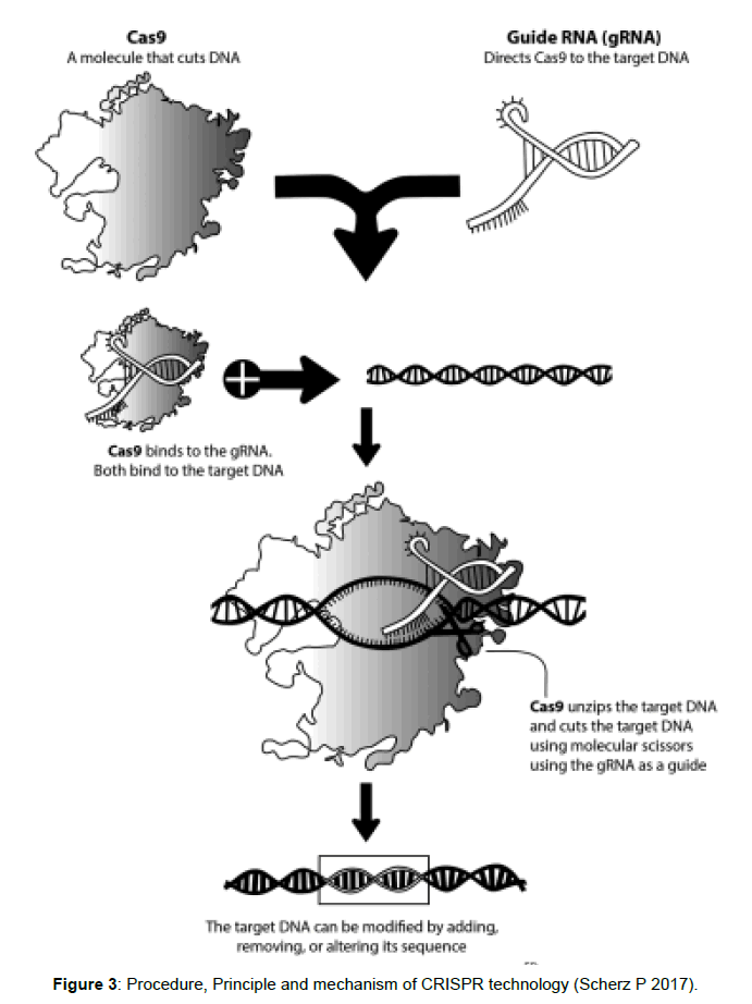 Biomedical Pharmaceutical Sciences Mechanism Technology