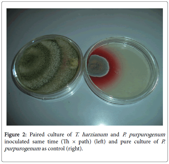 bioresearch-communications-Paired-culture