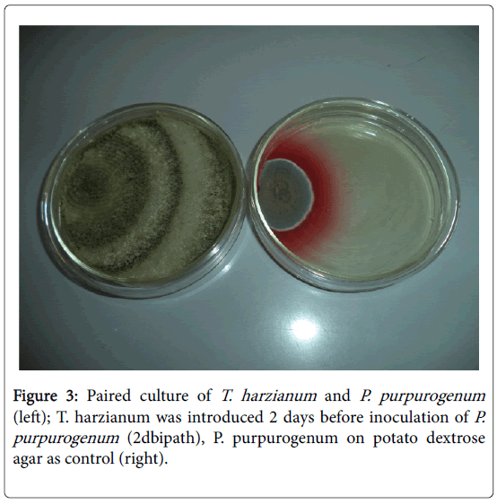 bioresearch-communications-potato-dextrose