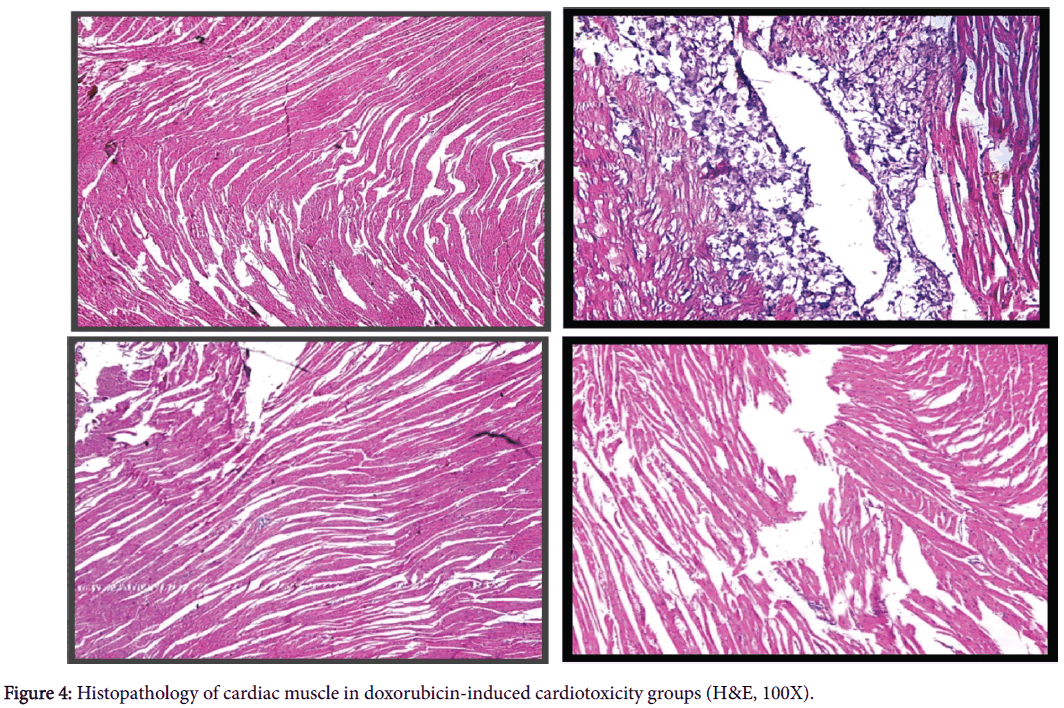 clinical-pharmacology-biopharmaceutics-Histopathology-cardiac-muscle