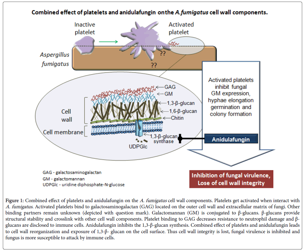 infectious-diseases-therapy-Combined-effect