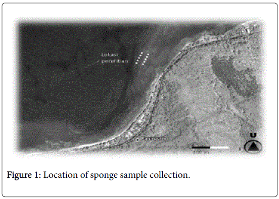 marine-science-research-development-sponge-sample