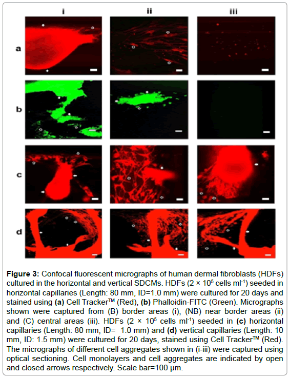 microscopy-confocal-fluorescent-micrographs