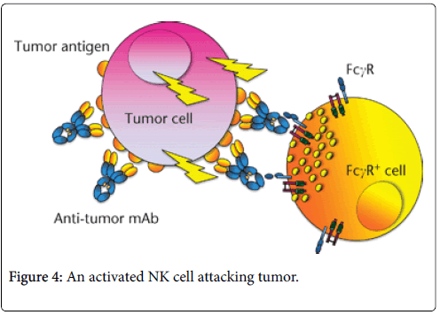 molecular-immunology-cell-attacking