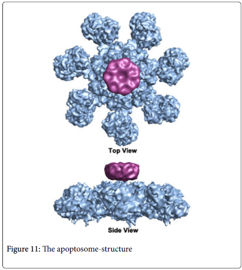 molecular-immunology-synapse-formation