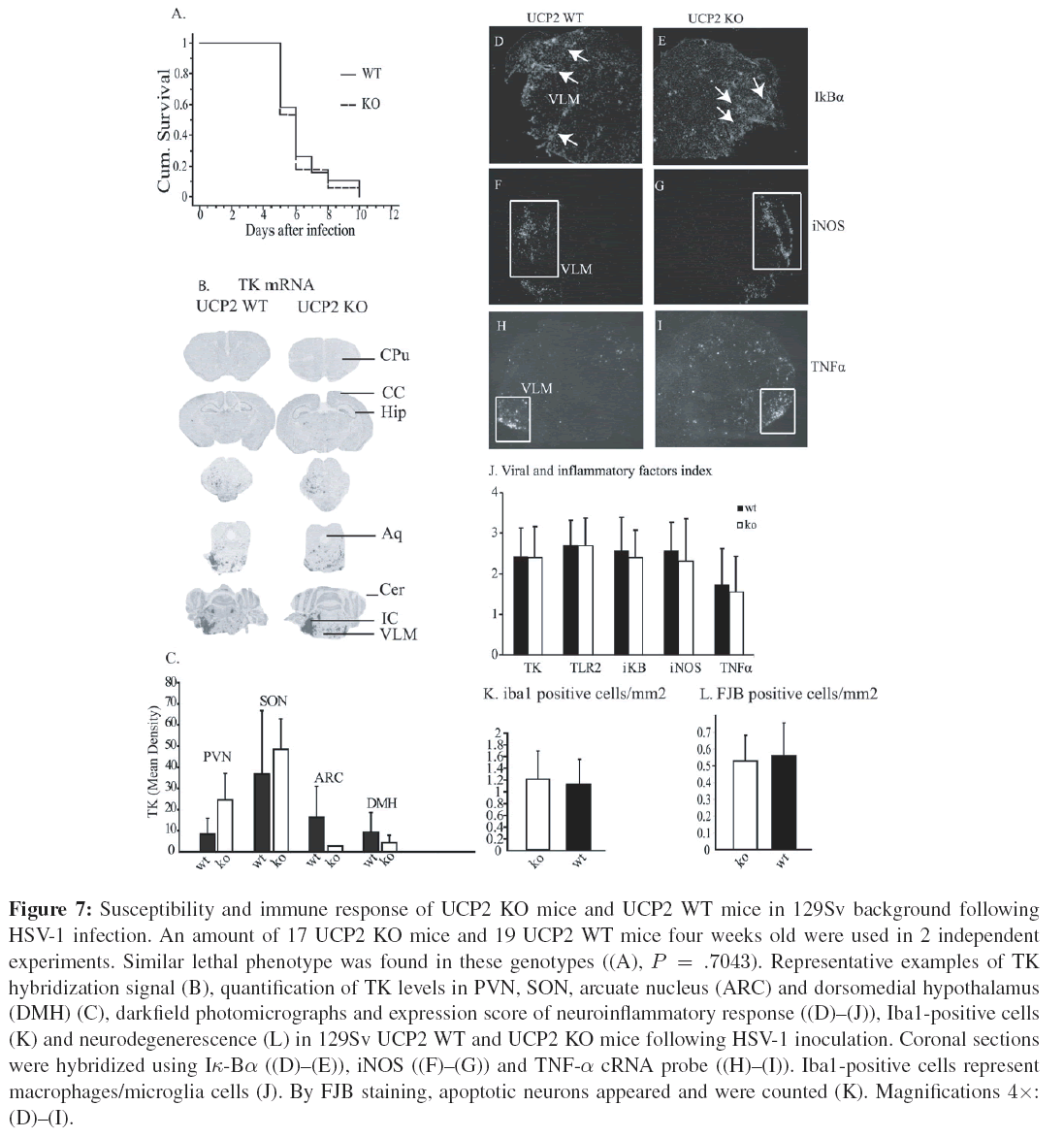 neuroinfectious-diseases-immune-response