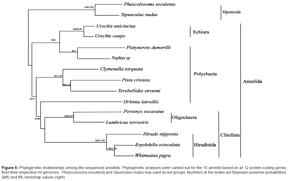 The Mitochondrial Genome of Erpobdella octoculata (Hirudinida ...