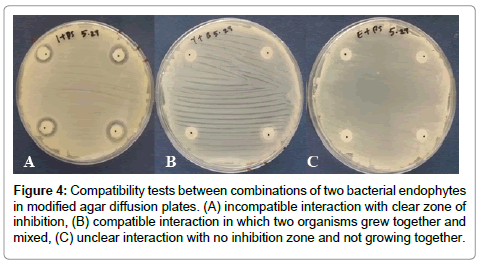 plant-pathology-microbiology-Compatibility-tests