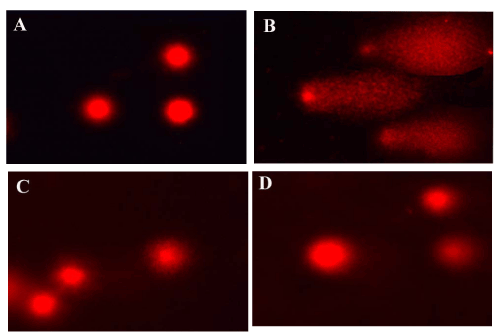 effects paracetamol Effects Its of Bistorta Hepatoprotective and Polygonum